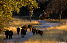 Autumn on Hillingdon Ranch - bringin' in the yearlings