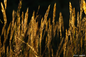 Autumn on Hillingdon Ranch - Indian grass