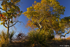 Autumn on Hillingdon Ranch - sunrise lights up Spanish oaks