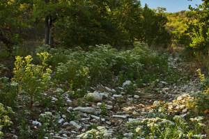Autumn Drought at Hillingdon Ranch - white Boneset blooms in drought