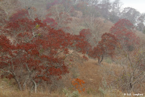 Autumn Drought on Hillingdon Ranch - "colors in the fog"