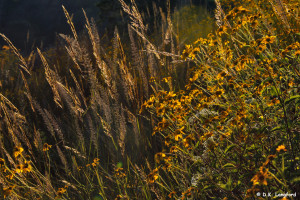 Autumn on Hillingdon Ranch - Muhly