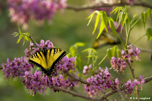 Spring on Hillingdon Ranch - "tiger swallowtails enjoying Mexican buckeye"