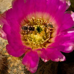 Spring on Hillingdon Ranch - lace cactus pollenators
