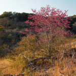 Spring on Hillingdon Ranch - Texas redbud