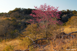 Spring on Hillingdon Ranch - Texas redbud