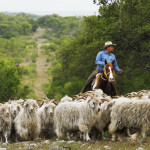 Spring on Hillingdon Ranch - Piedra Blanca herd