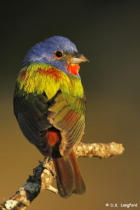 Summer on Hillingdon Ranch - painted bunting