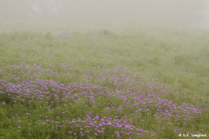 Spring Drought - "prairie verbena"