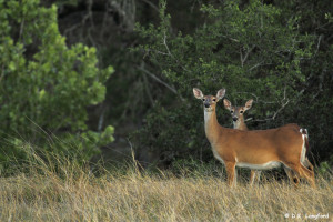 Summer on the Hillingdon Ranch - pregnant doe and yearling