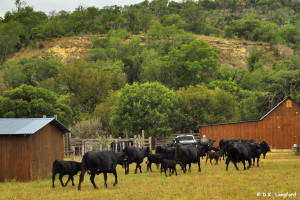 Summer on the Hillingdon Ranch - callin' the herd to the pens