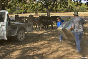 Summer Drought on Hillingdon Ranch - movin' a trough