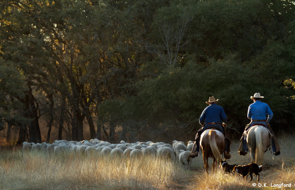 "Headed to the shearing barn" from Hillingdon Ranch: Four Seasons, Six Generations