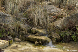 Winter Drought on Hillingdon Ranch - a spring flows strong